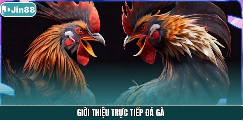 Giới thiệu trực tiếp đá gà