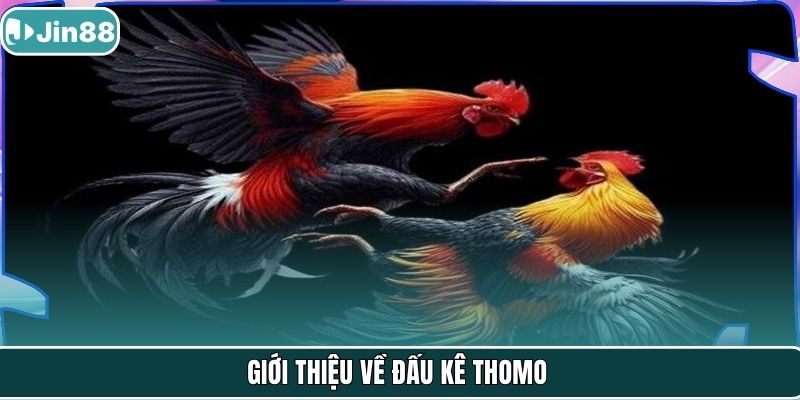 Giới thiệu về đấu kê thomo