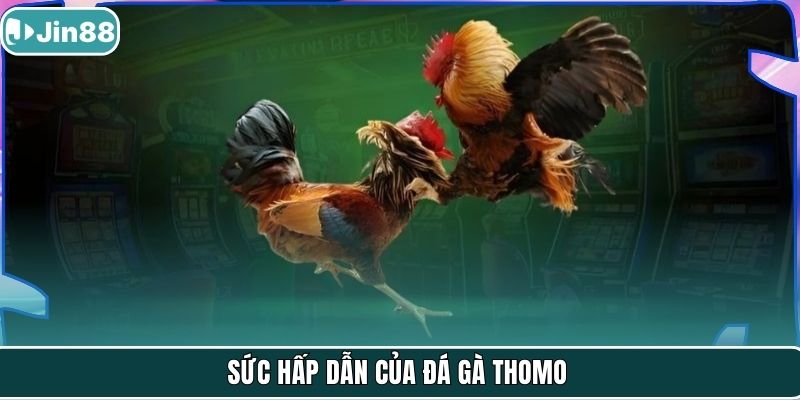Sức hấp dẫn của đá gà thomo